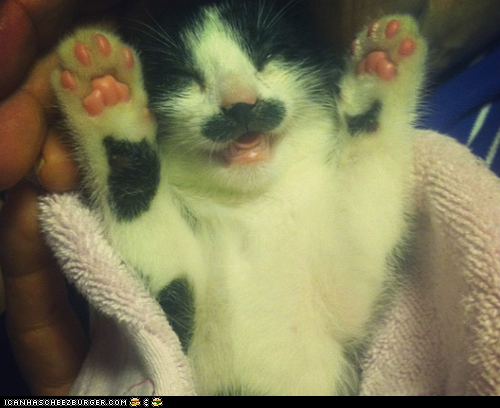 Cyoot Kitteh of teh Day: SPRIZE!!!!1!