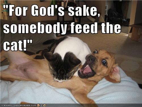 "For God's sake, somebody feed the cat!"