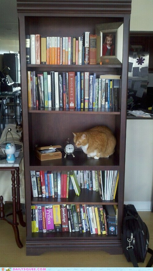Reader Squee: The Cat Shelf 