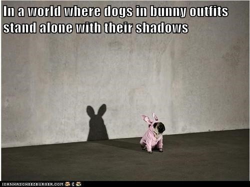 In a world where dogs in bunny outfits stand alone with their shadows