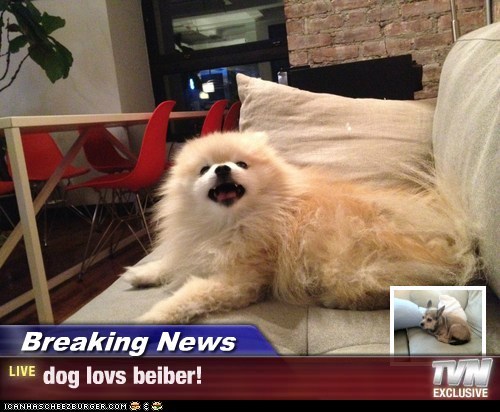 Breaking News - dog lovs beiber!