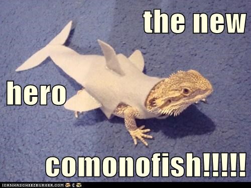 the new hero comonofish!!!!!