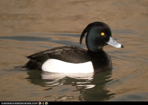 Tufty Duck