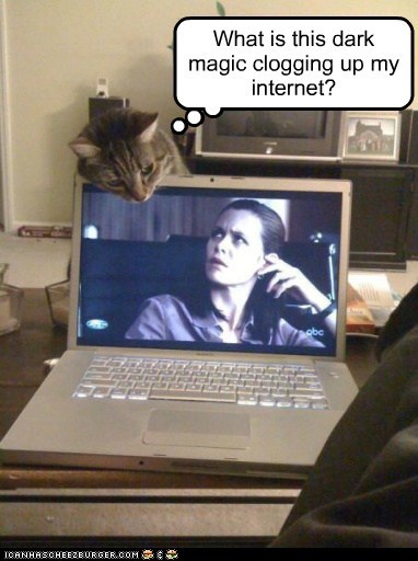 Now you can watch TV online silly kitty