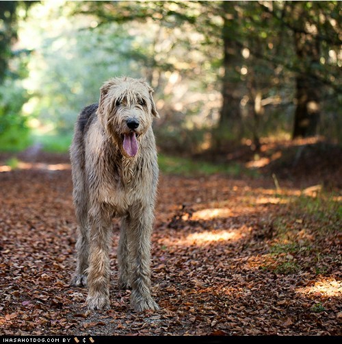 Goggie ob teh Week: Wolfhound Winner!