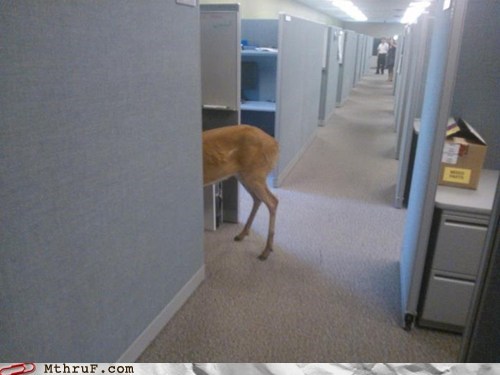 Deer Me! How Did You Get in Here?