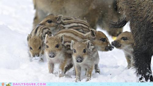 Wild Piggys 