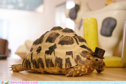 Daily Squee: Gentlemen Tortoise