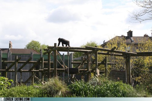 Gorilla House Anyone?
