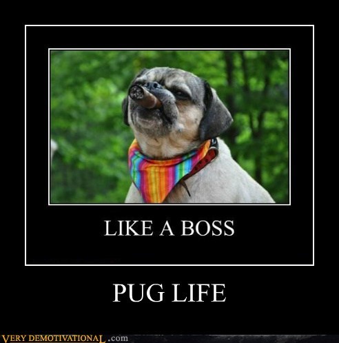 PUG LIFE