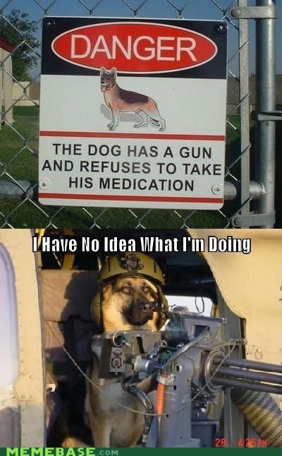 Gun Dog Needs His Zoloft