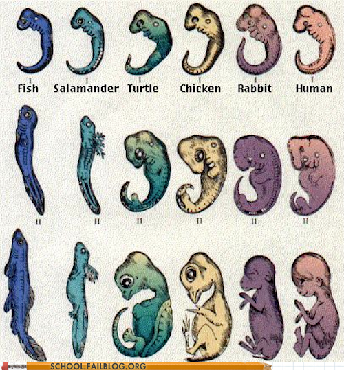 Biology 101: In the Beginning, We're All Terrifying Lizard Creatures
