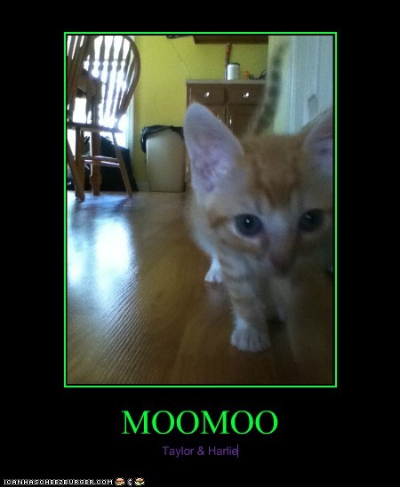MOOMOO