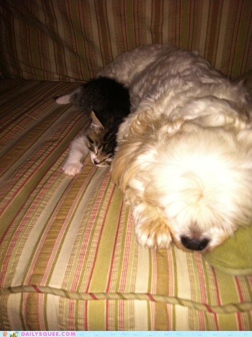 Reader Squee: Link and Campbell 