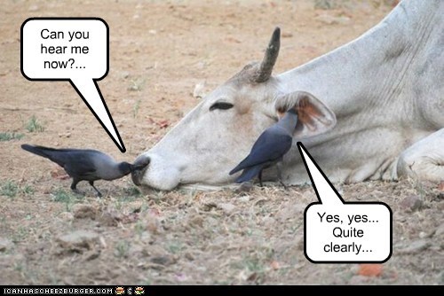 Cow-Munication