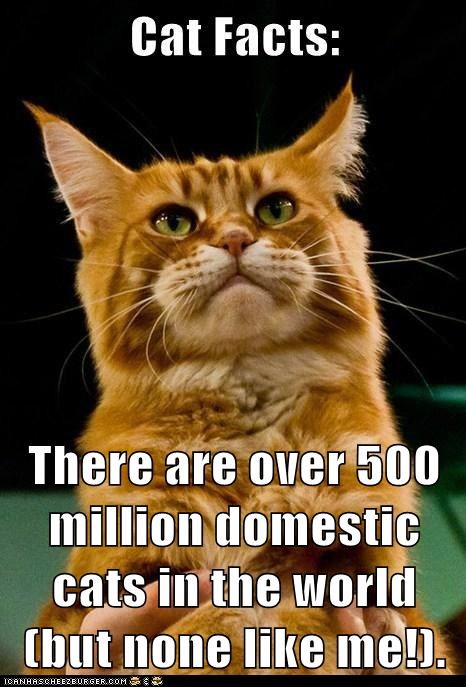 There are over 500 million domestic cats in the world (but none like me!).