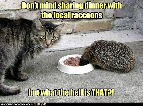 Lolcats: Fluffy wants to knw