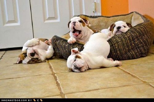 Cyoot Puppy ob teh Day: Last Puppy Standing