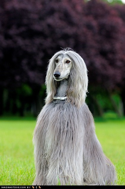 Goggie ob teh Week FACE OFF: Afghan Hound 