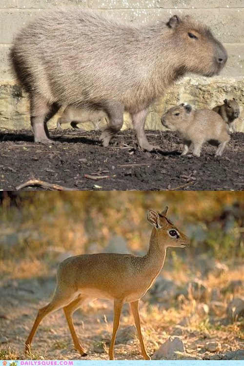 Squee Spree: Capybara vs. Dik Dik 