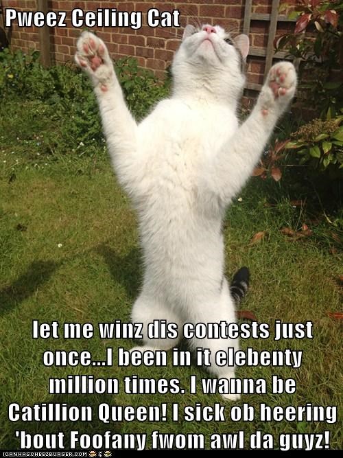 Pweez Ceiling Cat  let me winz dis contests just once...I been in it elebenty million times. I wanna be Catillion Queen! I sick ob heering 'bout Foofany fwom awl da guyz!