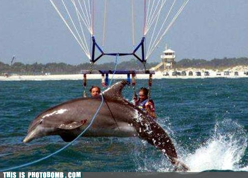 Imma Bombin Dolphin