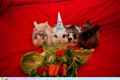 Happy Bunday: Birthday Party!