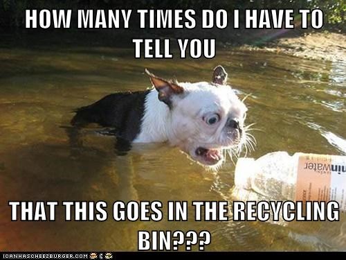 Environmentally Conscious Goggie 