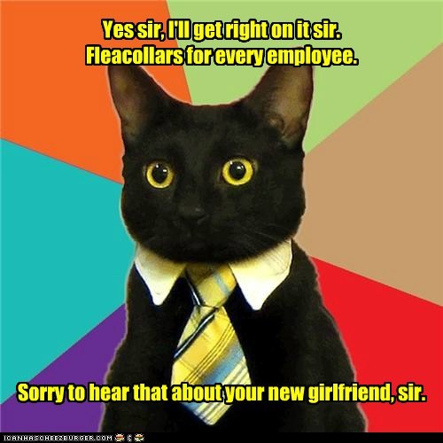 Animal Memes: Business Cat - Not Sure This is H.R. Appropriate