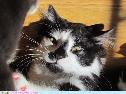 Reader Squee: Longest Whiskers