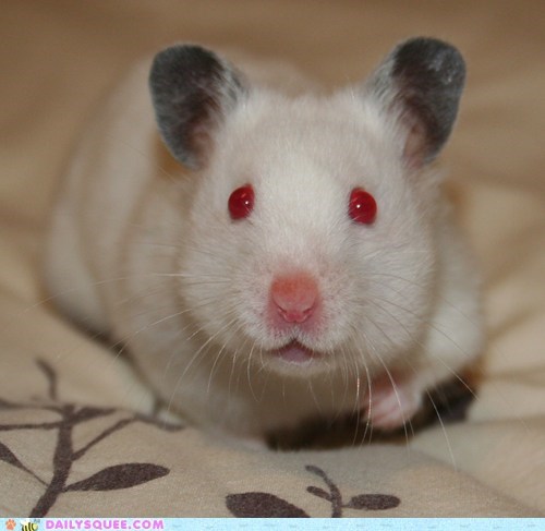 Reader Squee: Nosey Hammy