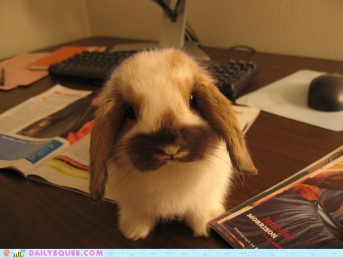 Bunday: Desktop Bunny