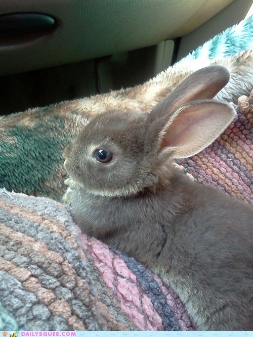 Reader Squee: Chill Bunny