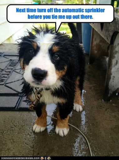I'm wet, your fault