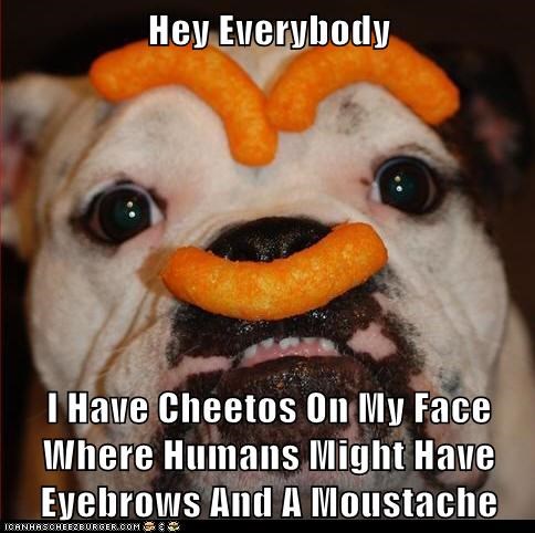 Obvious Dog - Has Snack In Lieu Of Human Facial Hair