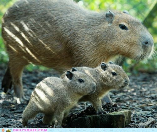 Squee Spree: Close Capybara