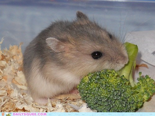 Reader Squee: Broccoli 