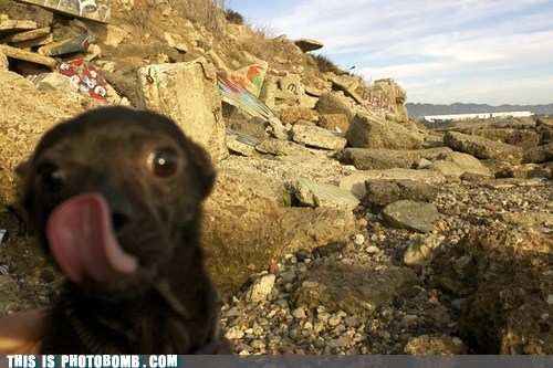 Little Dog, Big Bomb