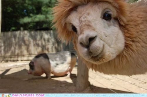 Daily Squee: Llama Photobomb 