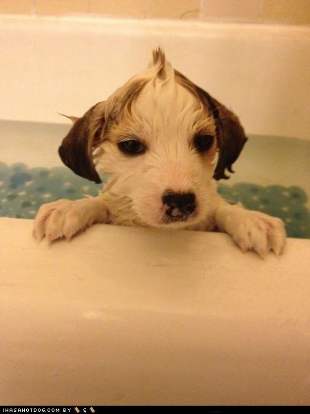 Cyoot Puppy ob teh Day: Bath Time Mohawk 