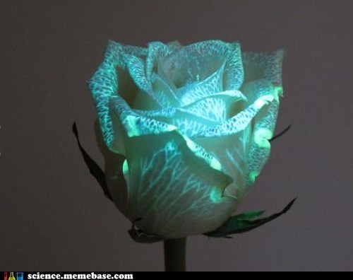 Glowing Flowers