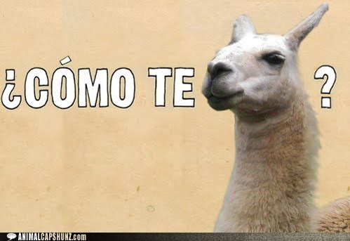 Animal Capshunz: Hola!