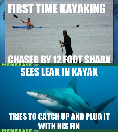 Misunderstood Shark is Misunderstood...