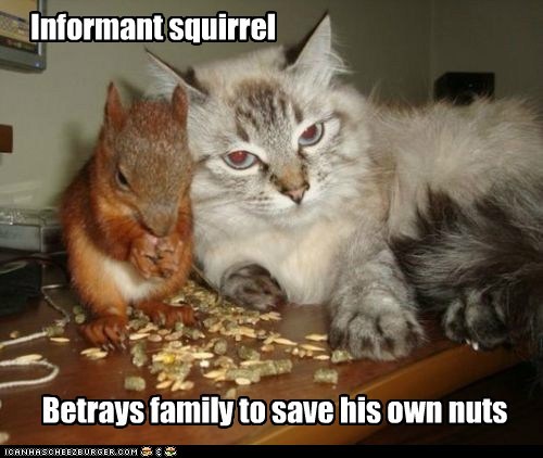 Informant squirrel