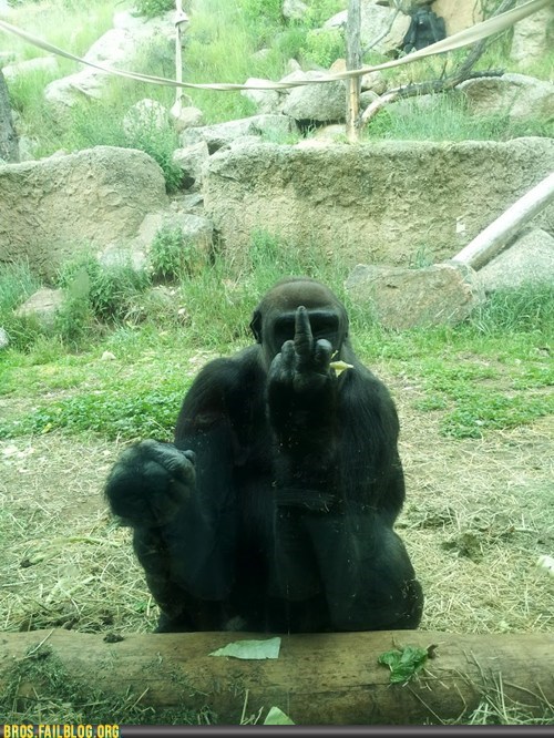 Manimals: Feeling Pretty Safe Behind That Glass, Arentcha Lil' Bro?