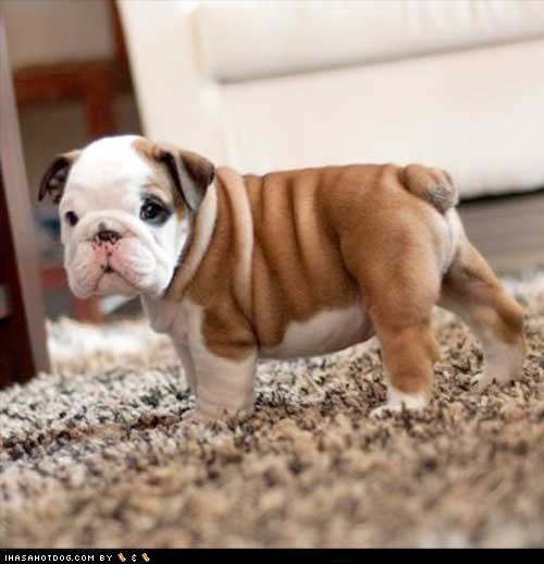 Cyoot Puppy ob teh Day: Rolly-Polly Puppy 