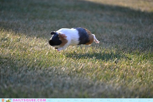 Run Little Piggy! Run! 