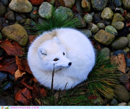 Arctic Furball 