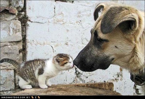 Kittehs R Owr Friends: Tiny Kitteh Kissus