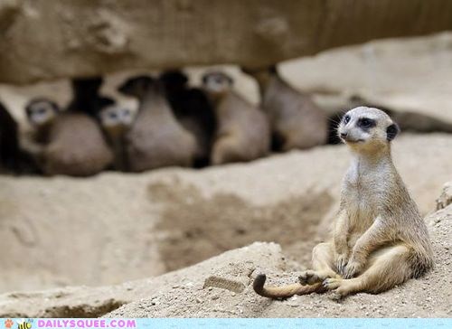Bullied Meerkat